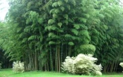 Moso Giant Bamboo (Phyllostachys Edulis 'Moso') - 3 Gallon Pot (2-4') -Garden Plants Shop Bamboo Moso 3