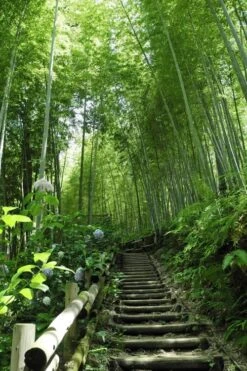 Moso Giant Bamboo (Phyllostachys Edulis 'Moso') - 3 Gallon Pot (2-4') -Garden Plants Shop Bamboo Moso 9