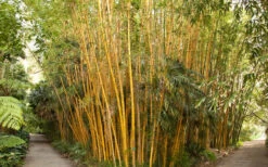 Robert Young Golden Bamboo - Phyllostachys Viridis 'Robert Young' - 3 Gallon Pot (2-4') -Garden Plants Shop Bamboo Robert Young 1