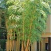 Robert Young Golden Bamboo - Phyllostachys Viridis 'Robert Young' - 3 Gallon Pot (2-4') -Garden Plants Shop Bamboo Robert Young 500x750 1