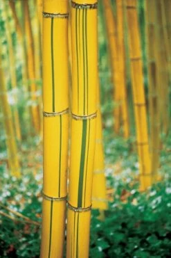 Robert Young Golden Bamboo - Phyllostachys Viridis 'Robert Young' - 3 Gallon Pot (2-4') -Garden Plants Shop Bamboo Robert Young 9