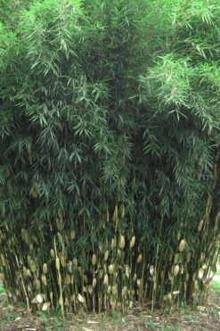 Robust Bamboo - Fargesia Robusta - 3 Gallon Pot -Garden Plants Shop Bamboo Robusta 1