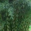 Robust Bamboo - Fargesia Robusta - 3 Gallon Pot -Garden Plants Shop Bamboo Robusta 3