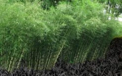 Robust Bamboo - Fargesia Robusta - 3 Gallon Pot -Garden Plants Shop Bamboo Robusta 4