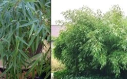 Sunset Glow Clumping Bamboo (Fargesia Rufa) - 3 Gallon Pot 14 Sunset Glow Clumping Bamboo (Fargesia Rufa) - 3 Gallon Pot -Garden Plants Shop Bamboo Rufa 2
