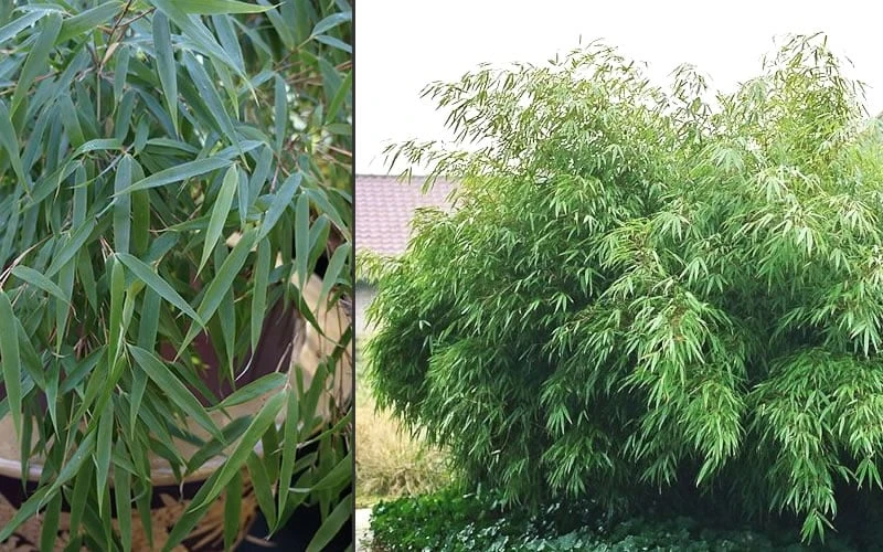 Sunset Glow Clumping Bamboo (Fargesia Rufa) - 3 Gallon Pot 8 Sunset Glow Clumping Bamboo (Fargesia Rufa) - 3 Gallon Pot - Image 6