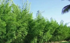 Seabreeze Bamboo - Bambusa Malingensis - 2 Gallon Pot -Garden Plants Shop Bamboo Seabreeze 2