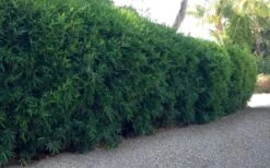 Seabreeze Bamboo - Bambusa Malingensis - 3 Gallon Pot -Garden Plants Shop Bamboo Seabreeze 3 1