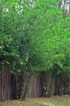 Seabreeze Bamboo - Bambusa Malingensis - 3 Gallon Pot -Garden Plants Shop Bamboo Seabreeze 4 1
