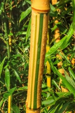 Green Groove Golden Bamboo - Phyllostachys Aureosulcata 'Spectabilis' - 3 Gallon Pot (4-6') -Garden Plants Shop Bamboo Spectabilis 11