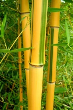 Green Groove Golden Bamboo - Phyllostachys Aureosulcata 'Spectabilis' - 3 Gallon Pot (4-6') -Garden Plants Shop Bamboo Spectabilis 13