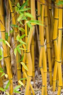 Green Groove Golden Bamboo - Phyllostachys Aureosulcata 'Spectabilis' - 3 Gallon Pot (4-6') -Garden Plants Shop Bamboo Spectabilis 17