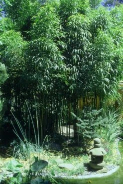 Golden Square Stem Bamboo (Chimonobambusa Quadrangularis 'Suow') - 5 Gallon Pot -Garden Plants Shop Bamboo Square 4