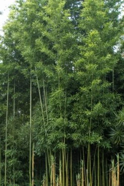 Temple Bamboo (Semiarundinaria Fastuosa) - 3 Gallon Pot (2-4') -Garden Plants Shop Bamboo Temple 20