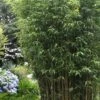 Temple Bamboo (Semiarundinaria Fastuosa) - 3 Gallon Pot (2-4') -Garden Plants Shop Bamboo Temple 5