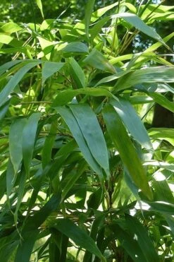 Temple Bamboo (Semiarundinaria Fastuosa) - 3 Gallon Pot (2-4') -Garden Plants Shop Bamboo Temple 6