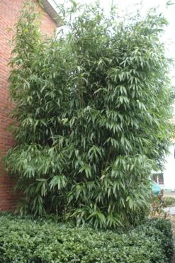 Temple Bamboo (Semiarundinaria Fastuosa) - 3 Gallon Pot (2-4') -Garden Plants Shop Bamboo Temple 9