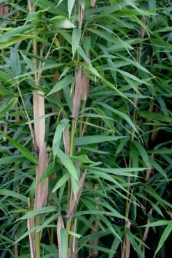 Tonkin Cane Tea Stick Bamboo - Pseudosasa Amabilis - 3 Gallon Pot -Garden Plants Shop Bamboo Tonkin Cane 12