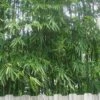 Tonkin Cane Tea Stick Bamboo - Pseudosasa Amabilis - 3 Gallon Pot