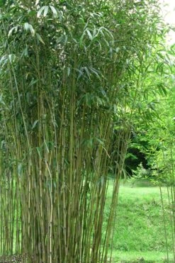 Tonkin Cane Tea Stick Bamboo - Pseudosasa Amabilis - 3 Gallon Pot -Garden Plants Shop Bamboo Tonkin Cane 21
