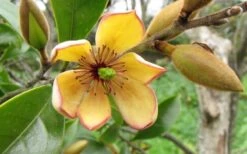 Banana Shrub - 6 Pack Of 1 Gallon Pots 12 Banana Shrub - 6 Pack Of 1 Gallon Pots -Garden Plants Shop Banana Shrub Flower Closeup