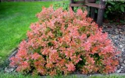 Admiration Barberry - 2 Gallon Pot -Garden Plants Shop Barberry Admiration 10