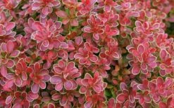Admiration Barberry - 2 Gallon Pot -Garden Plants Shop Barberry Admiration 11