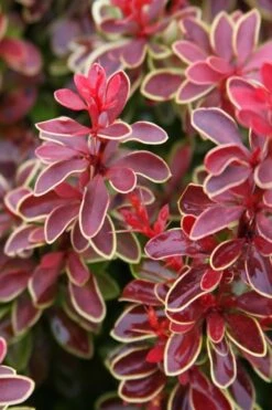 Admiration Barberry - 2 Gallon Pot -Garden Plants Shop Barberry Admiration 15