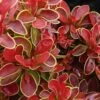 Admiration Barberry - 2 Gallon Pot -Garden Plants Shop Barberry Admiration 6