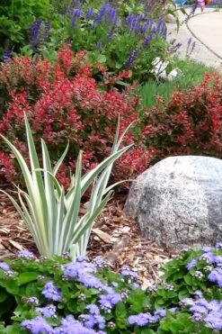 Admiration Barberry - 2 Gallon Pot -Garden Plants Shop Barberry Admiration 7