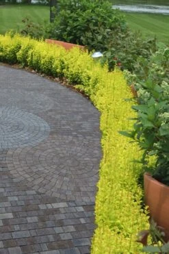 Sunjoy Gold Pillar Barberry - 1 Gallon Pot -Garden Plants Shop Barberry Sunjoy Gold Pillar 2