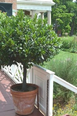 Bay Laurel (Sweet Bay) - Laurus Nobilis - 1 Gallon Pot 17 Bay Laurel (Sweet Bay) - Laurus Nobilis - 1 Gallon Pot -Garden Plants Shop Bay Laurel 10