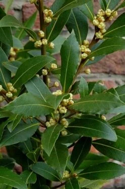 Bay Laurel (Sweet Bay) - Laurus Nobilis - 1 Gallon Pot 16 Bay Laurel (Sweet Bay) - Laurus Nobilis - 1 Gallon Pot -Garden Plants Shop Bay Laurel 2