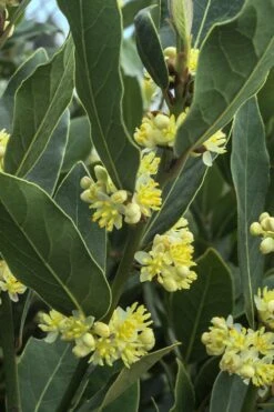 Bay Laurel (Sweet Bay) - Laurus Nobilis - 1 Gallon Pot 13 Bay Laurel (Sweet Bay) - Laurus Nobilis - 1 Gallon Pot -Garden Plants Shop Bay Laurel 3
