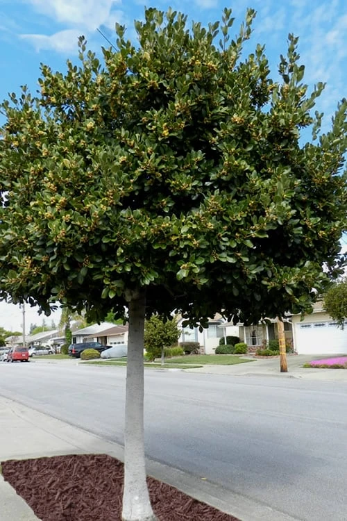 Bay Laurel (Sweet Bay) - Laurus Nobilis - 1 Gallon Pot 7 Bay Laurel (Sweet Bay) - Laurus Nobilis - 1 Gallon Pot - Image 5