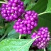American Beautyberry - 1 Gallon Pot -Garden Plants Shop Beautyberry American BS 1