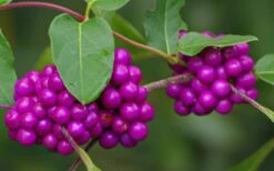 American Beautyberry - 3 Gallon Pot -Garden Plants Shop Beautyberry American Berries Closeup