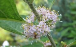 American Beautyberry - 3 Gallon Pot -Garden Plants Shop Beautyberry American Flowers