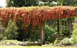 Jekyll Orange Crossvine - Bignonia Capreolata - 2 Gallon Pot -Garden Plants Shop Bignonia Crossvine Jekyll On Arbor 2