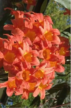 Jekyll Orange Crossvine - Bignonia Capreolata - 2 Gallon Pot -Garden Plants Shop Bignonia Jekyll 7