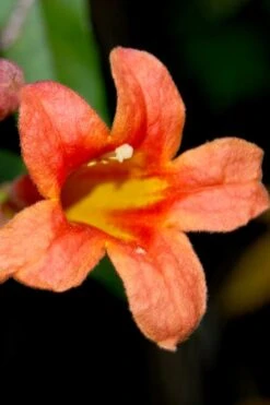 Jekyll Orange Crossvine - Bignonia Capreolata - 2 Gallon Pot -Garden Plants Shop Bignonia Jekyll orange 21