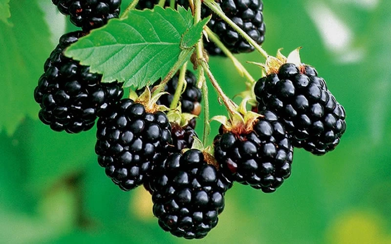 Navaho Thornless Blackberry - 6 Pack Of 1 Gallon Pots 6 Navaho Thornless Blackberry - 6 Pack Of 1 Gallon Pots - Image 4