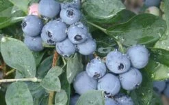 Becky Blue Rabbiteye Blueberry - 2.5 Quart Pot 9 Becky Blue Rabbiteye Blueberry - 2.5 Quart Pot -Garden Plants Shop Blueberry Becky Blue