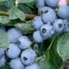 Becky Blue Rabbiteye Blueberry - 2.5 Quart Pot -Garden Plants Shop Blueberry Becky Blue Rev 500x750 1