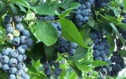 Premier Rabbiteye Blueberry - 2.5 Quart Pot 9 Premier Rabbiteye Blueberry - 2.5 Quart Pot -Garden Plants Shop Blueberry Bush Premier