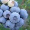 Legacy Highbush Blueberry - 1 Gallon Pot 1 Legacy Highbush Blueberry - 1 Gallon Pot -Garden Plants Shop Blueberry Legacy Highbush 1