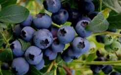 Baldwin Rabbiteye Blueberry - 1 Gallon Pot -Garden Plants Shop Blueberry Rabbiteye Baldwin 50