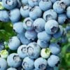 Brightwell Rabbiteye Blueberry - 3 Gallon Pot -Garden Plants Shop Blueberry Rabbiteye Brightwell 500x750 2