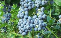 Tifblue Rabbiteye Blueberry - 6 Pack Of 1 Gallon Pots -Garden Plants Shop Blueberry Tifblue