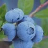 Tifblue Rabbiteye Blueberry - 6 Pack Of 1 Gallon Pots -Garden Plants Shop Blueberry Tifblue Rev 500x750 1